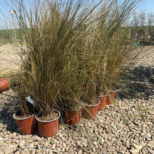 Iarba de Pampas roz 60-70 cm in ghiveci 3l