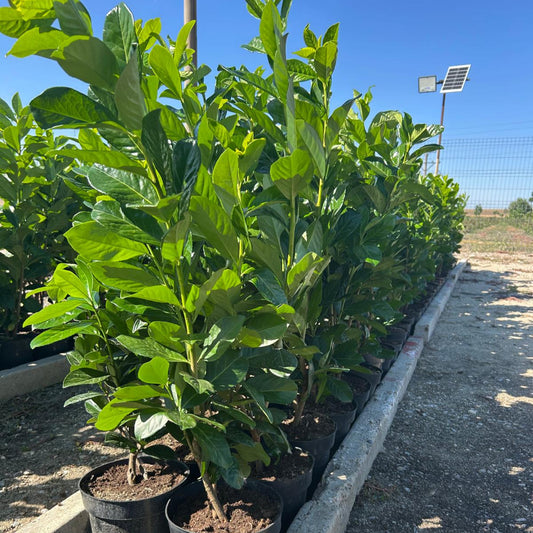 Laur Englezesc Vesnic Verde 80 cm in ghiveci 3L