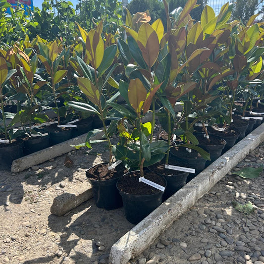 Magnolie Vesnic Verde Grandiflora 80 cm in ghiveci 4L