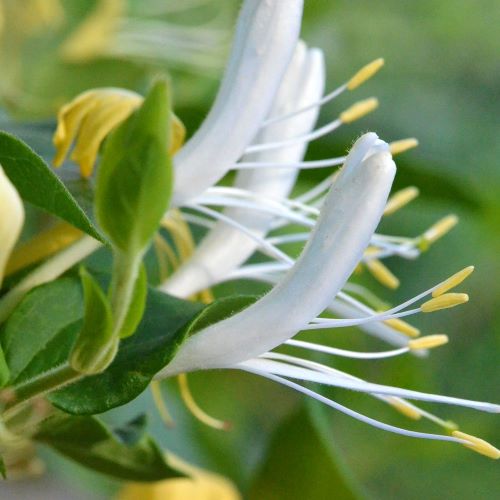 Mana Maicii Domnului in ghiveci 3l inaltime la livrare 1,8m