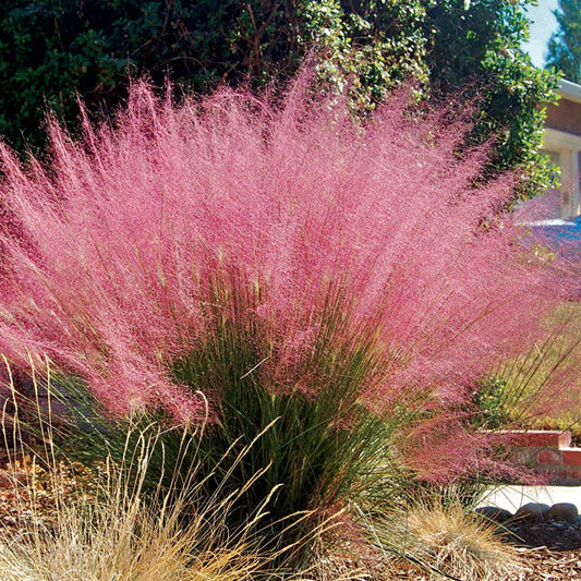 Iarba de Pampas roz 60-70 cm in ghiveci 3l