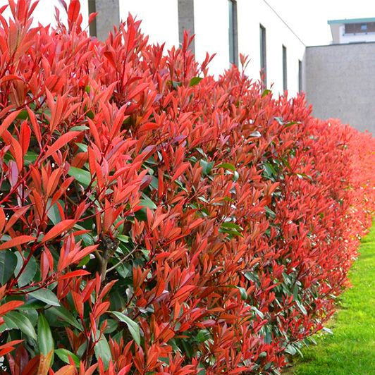 Photina Red 90 cm gard viu in ghiveci 4L