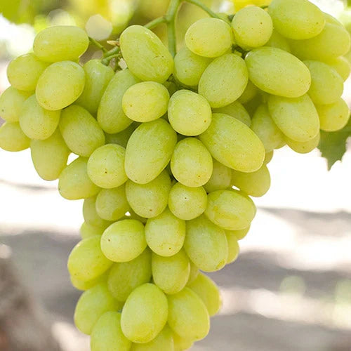 Vita de vie Victoria an III pe rod ghiveci 3l inaltime livrare 1.8m