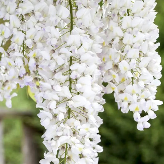 Glicina Wisteria alba 160-180 cm in ghiveci 3l