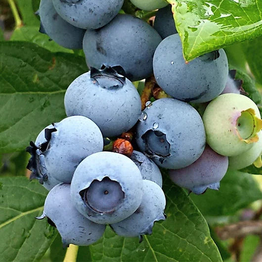 Afin BlueCrop Blueberry