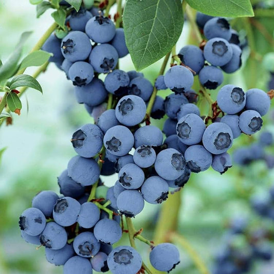 afin de cultura pe rod soi duke 