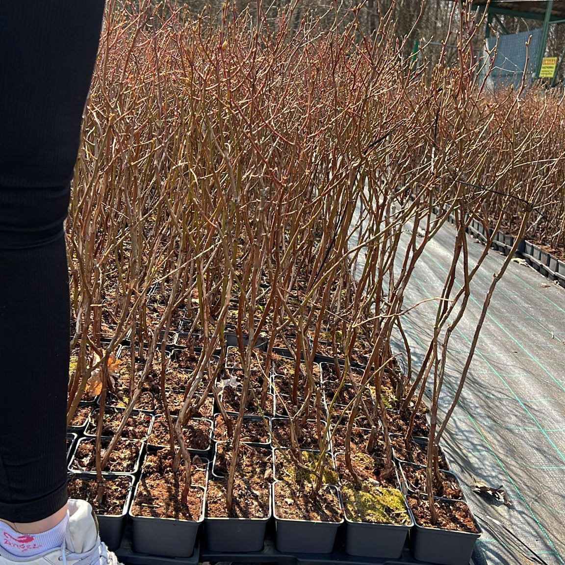 Afin pe rod Duke Anul II in Ghiveci P9 inaltime 50-60 cm