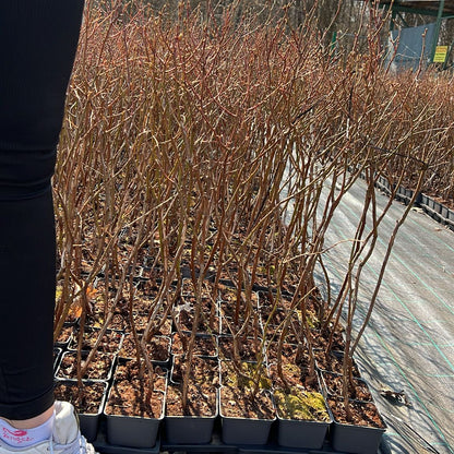 Afin pe rod Duke Anul II in Ghiveci P9 inaltime 50-60 cm