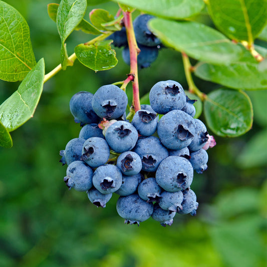 Afin pe rod Duke Anul II in Ghiveci P9 inaltime 50-60 cm