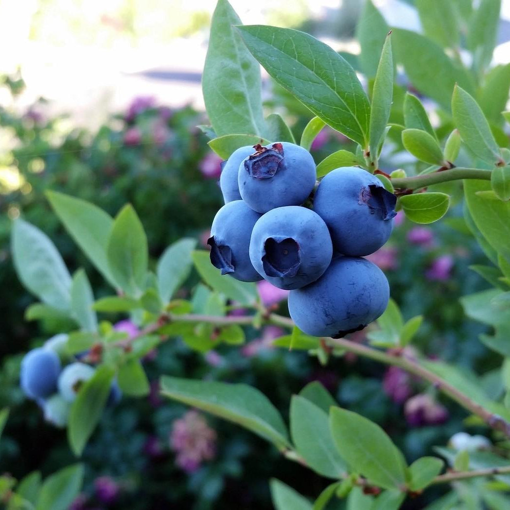 Afin Urias Chendler pe rod Anul II in Ghiveci P9 inaltime 50-60 cm