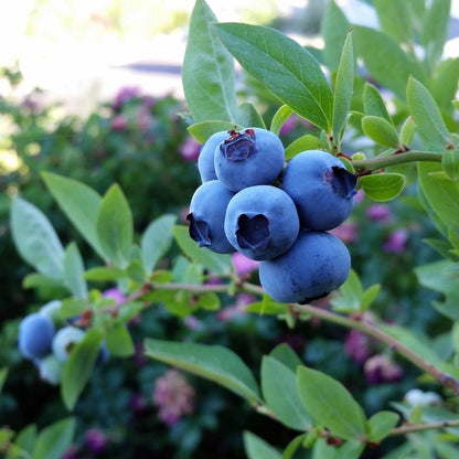 Afin Urias Chendler pe rod Anul II in Ghiveci P9 inaltime 50-60 cm