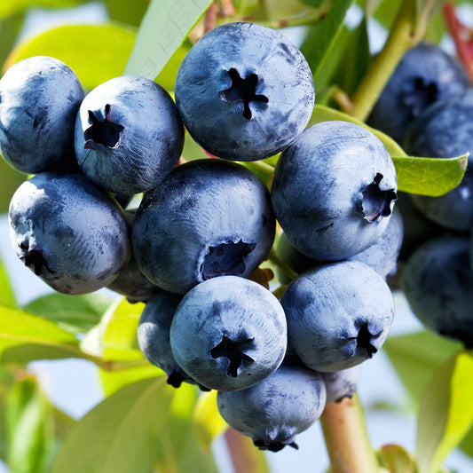 Afin Bonus boabe mari pe rod Anul II in Ghiveci P9 inaltime 50-60 cm