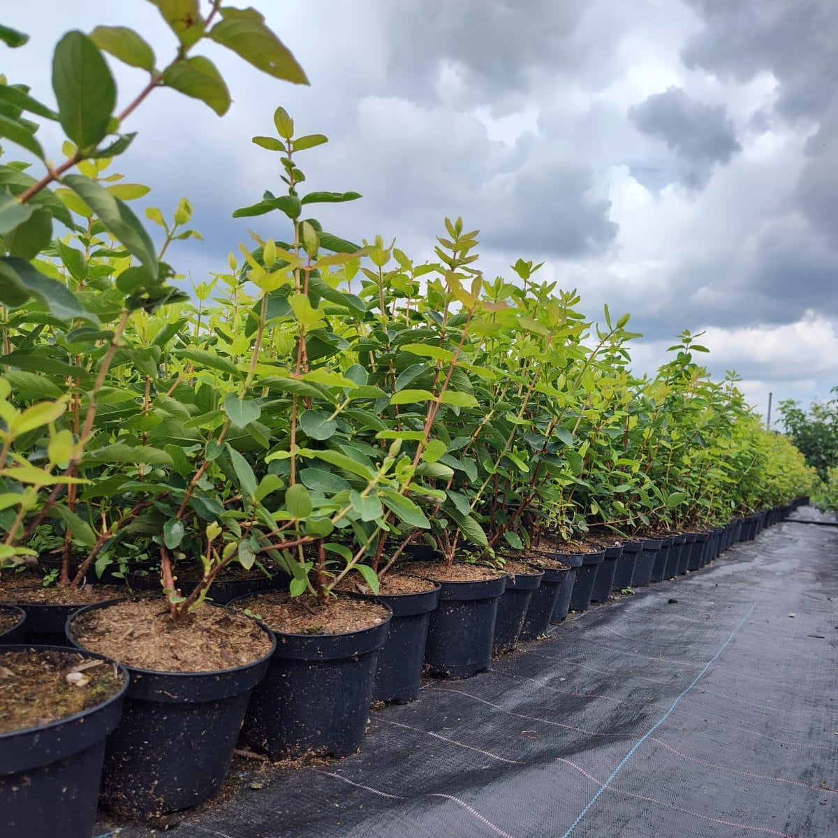 Afin Siberian pe Rod Aurora an III in ghiveci 1,5L 50-60cm