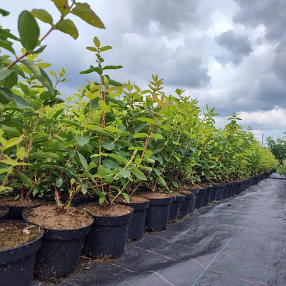 Afin Siberian pe Rod Aurora an III in ghiveci 1,5L 50-60cm