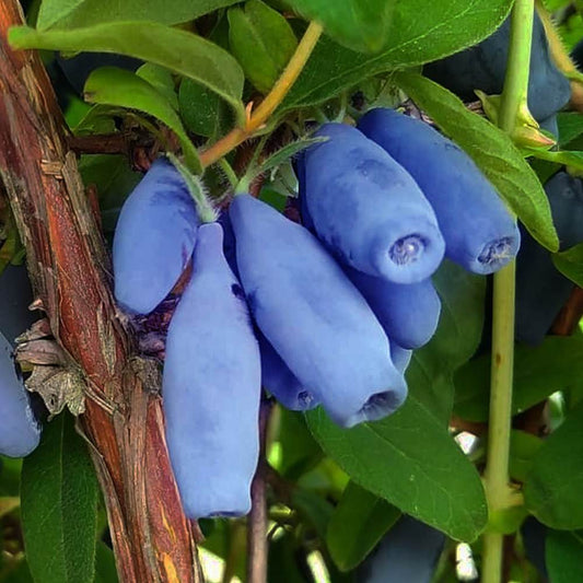 Afin Siberian pe Rod Wojtek boba de miere an III in ghiveci 1,5L 50-60cm