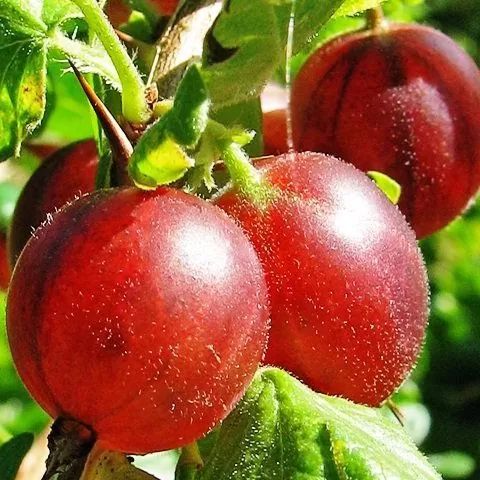 Agris Rosu Pomisor altoit pe picior 100cm