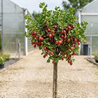 Agris Rosu Pomisor altoit pe picior 100cm