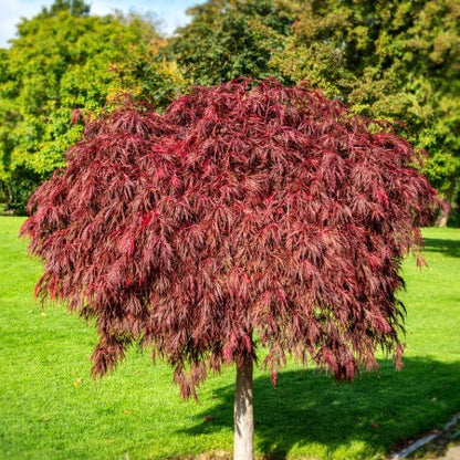 Artar Japonez 120 cm in ghiveci 10L