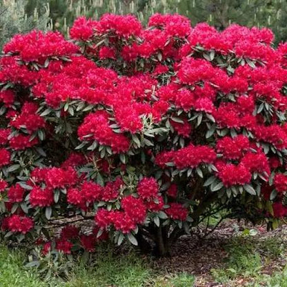 Azalea Japonica 50 cm in ghiveci 2L
