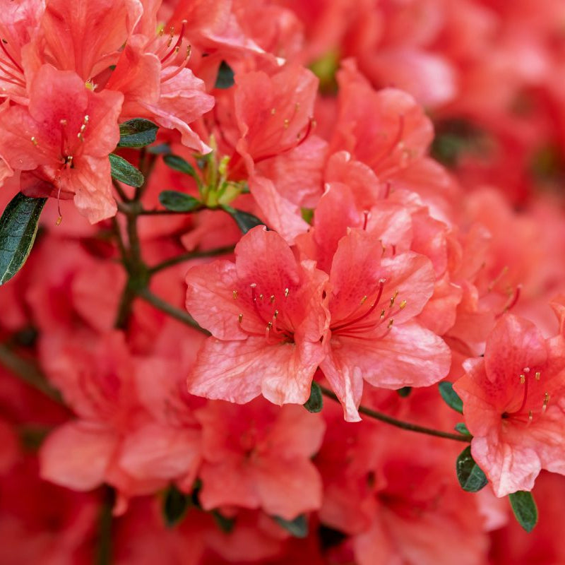 Azalea 70 cm in ghiveci 2L