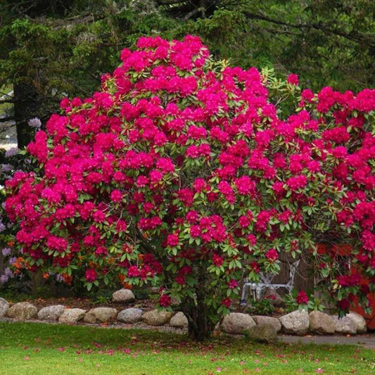 Azalea Japonica 50 cm in ghiveci 2L