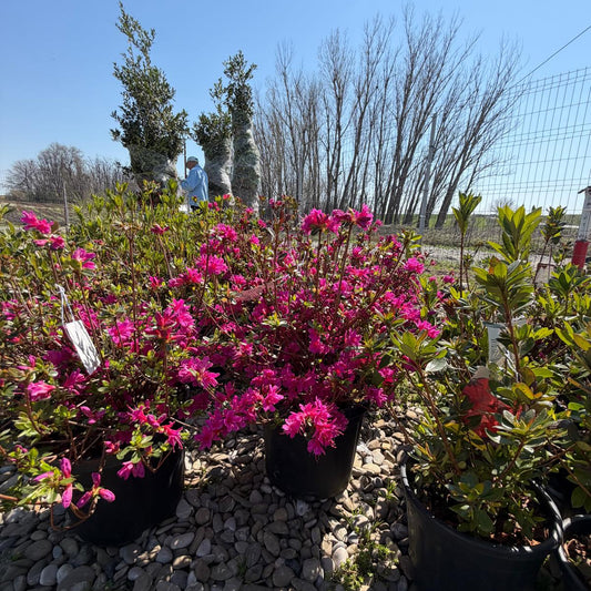 Azalea Japonica in ghiveci 5l