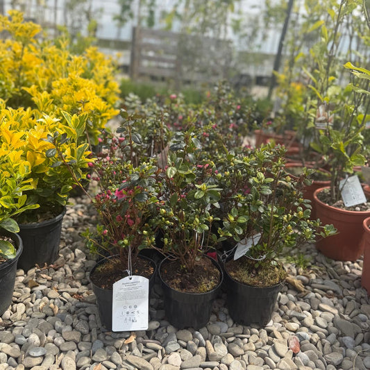 Azalea Japonica in ghiveci 3l