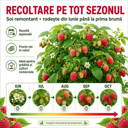 Butasi Zmeur Remontant Mapema pe Rod/ Pachet 25 BUC