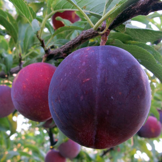 Cais Negru Urias Velvet Anul II