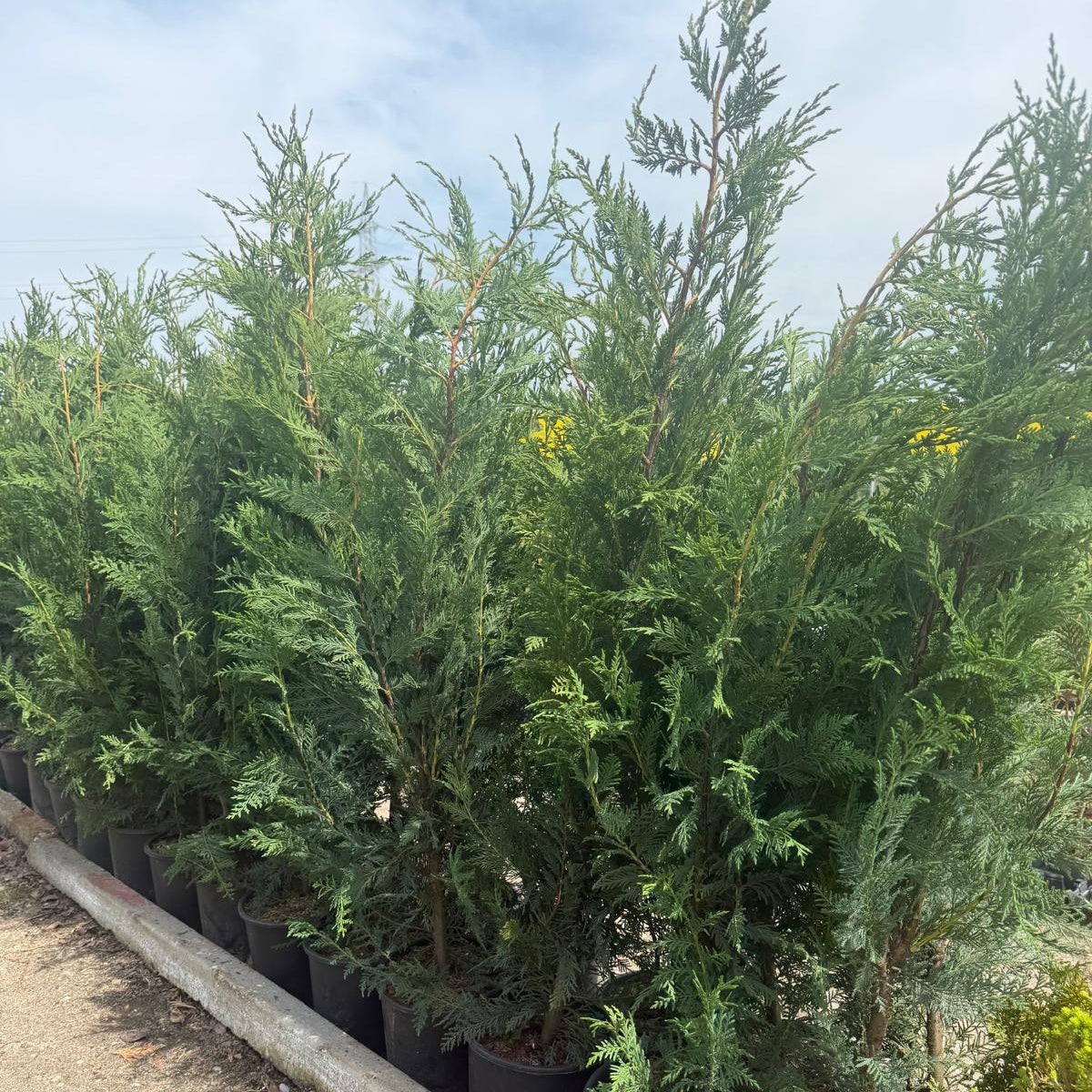 Leylandi Chiparos vesnic verde 120-140cm ghiveci 4l