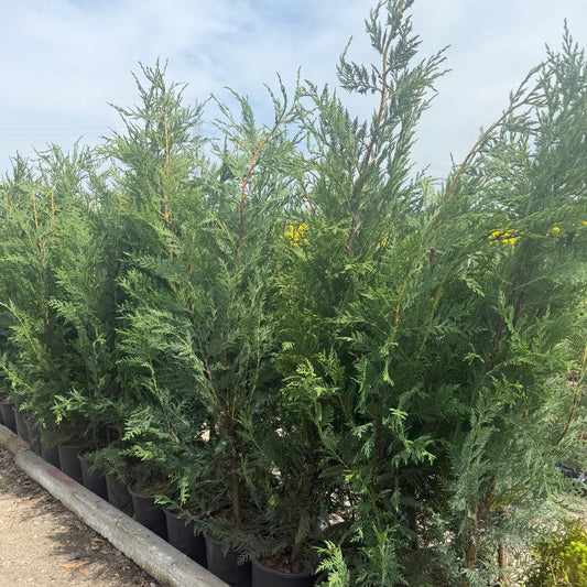 Leylandi Chiparos vesnic verde 120-140cm ghiveci 4l