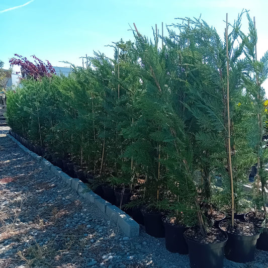 Leylandi Chiparos vesnic verde H100-120cm ghiveci 3l