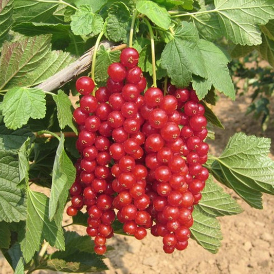 Coacaz Rosu Junkheer in ghiveci 2L