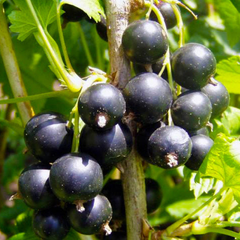 Coacaz negru tip pomisor 100-120 cm