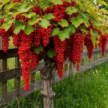 Coacaz rosu pomisor altoit pe picior 100-120 cm