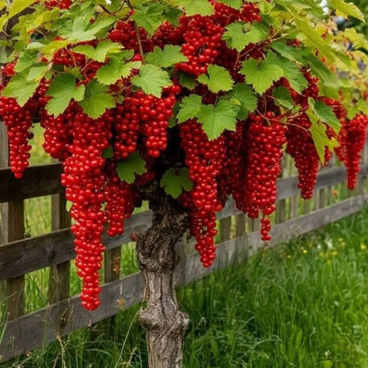 Coacaz rosu tip pomisor 100-120 cm