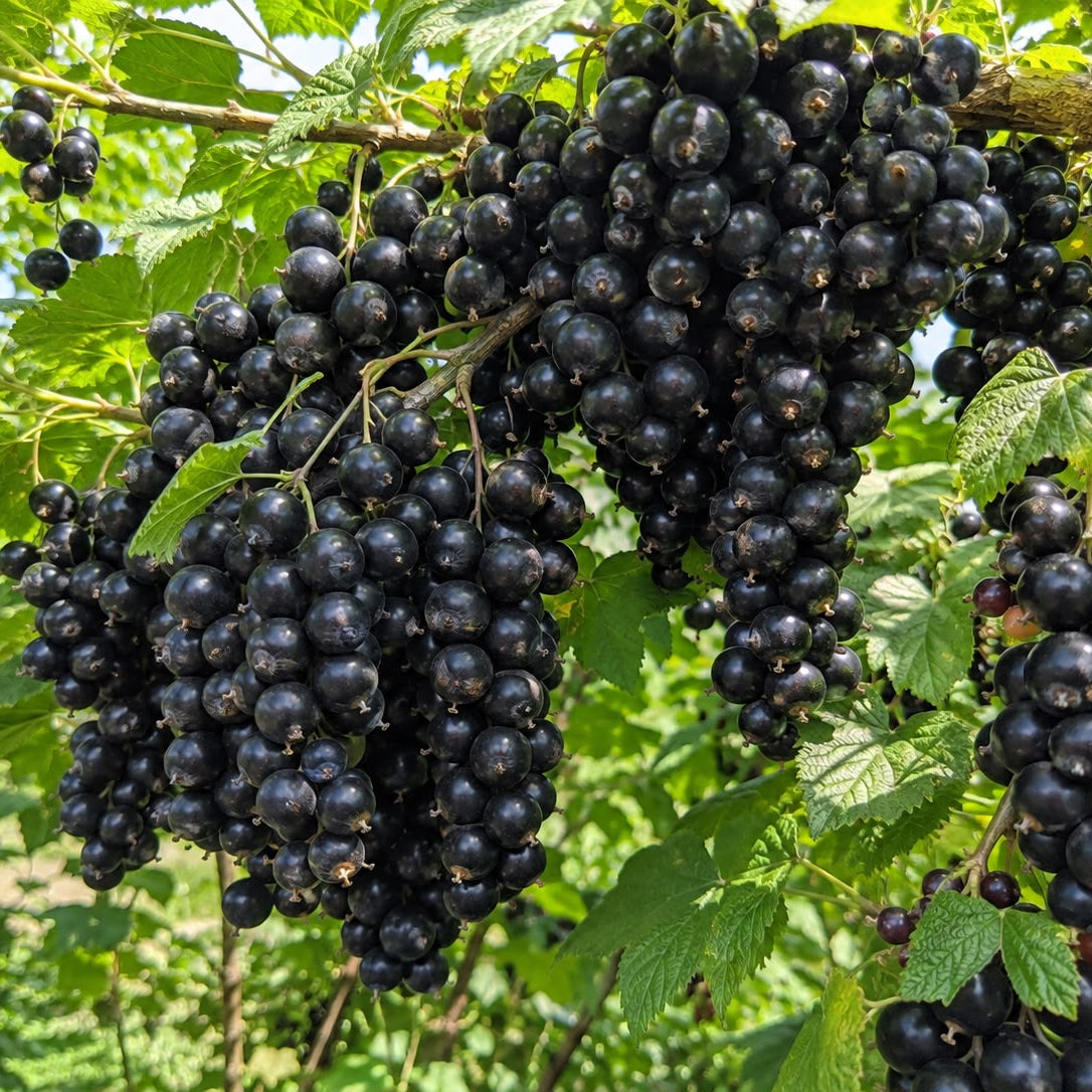 Butasi Coacaz Negru Tiben 50-60cm