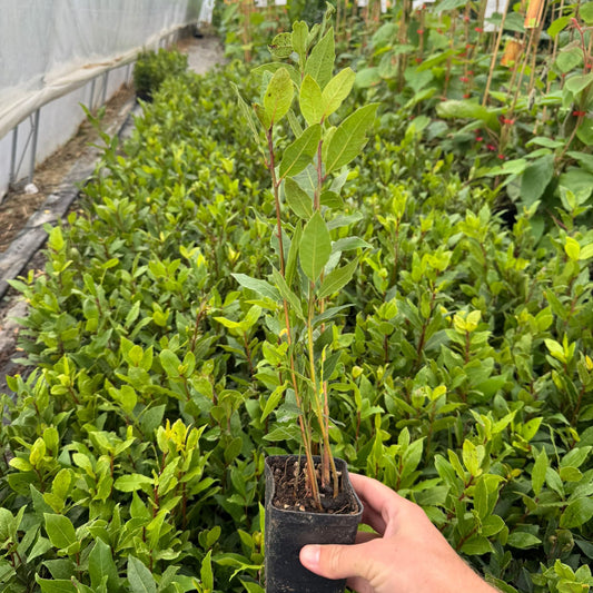 Dafin comestibil 40 cm ghiveci P9