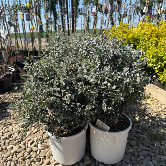 Eucalipt argintiu in ghiveci 4l