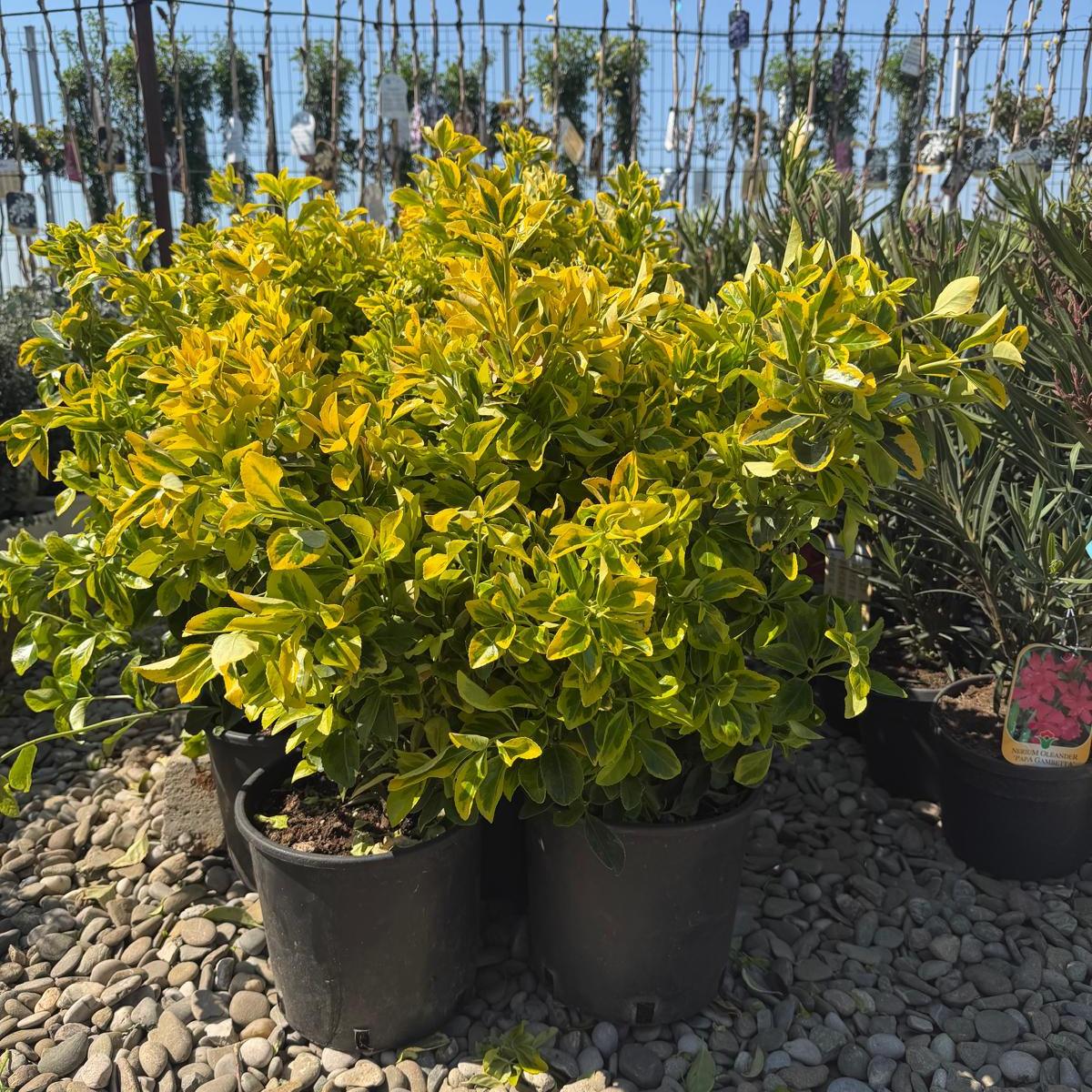 Euonymus Gold Elegant Aureus in ghiveci 5l