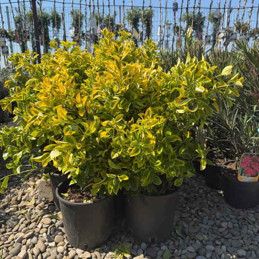 Euonymus Gold Elegant Aureus in ghiveci 5l