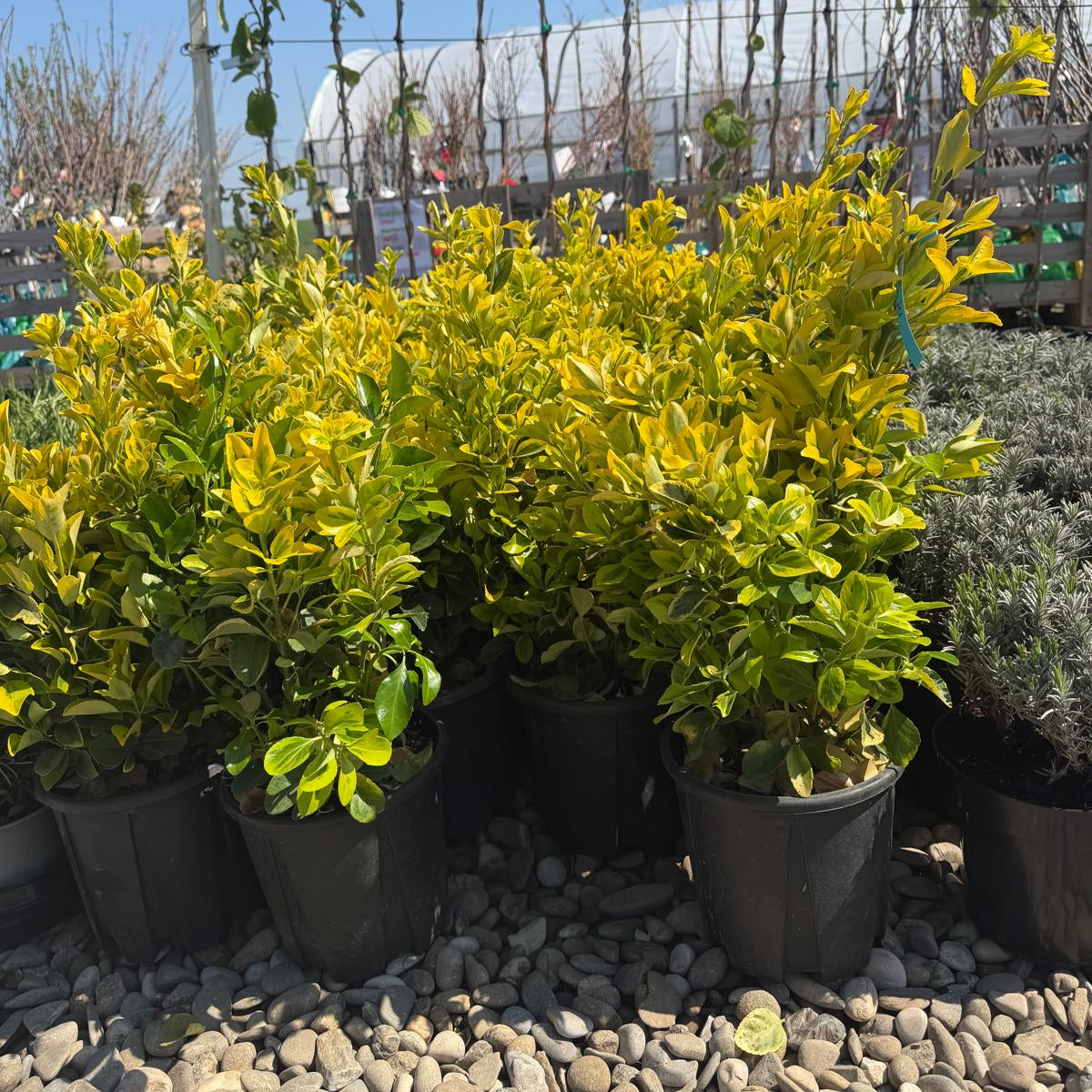 Euonymus Gold in ghiveci 3L