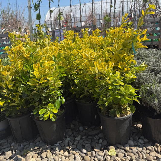Euonymus Gold in ghiveci 3L