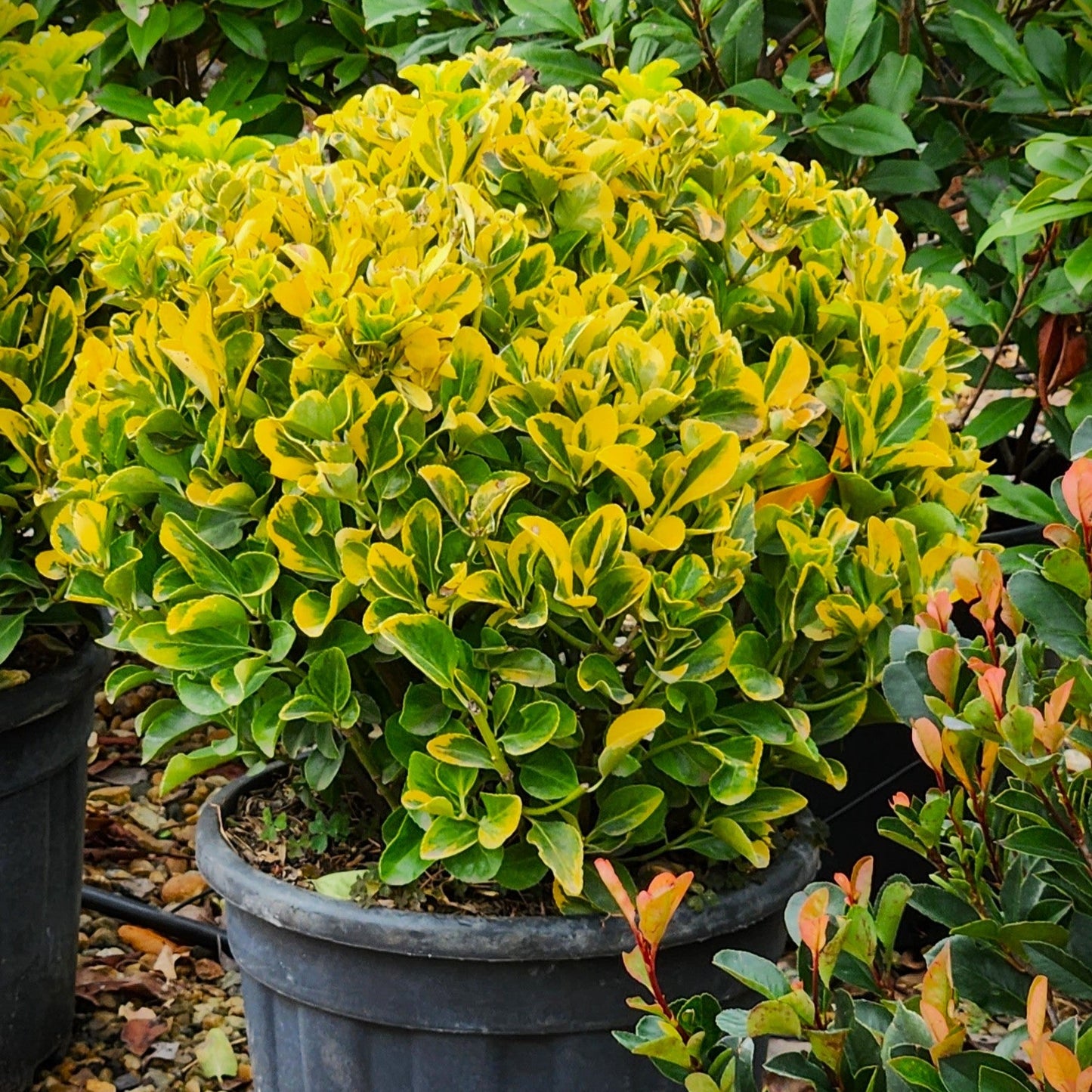 Euonymus Gold 45 cm in ghiveci 3L