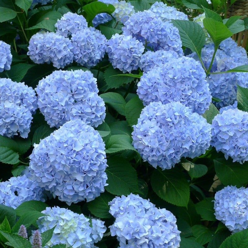 Hortensia Macrophylla Albastra-Blue 30-40cm in ghiveci 3L