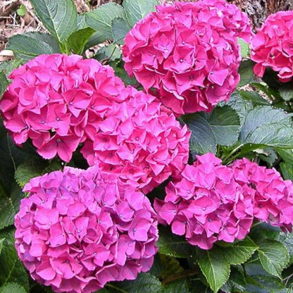 Hortensia Macrophylla Roz in ghiveci 3L