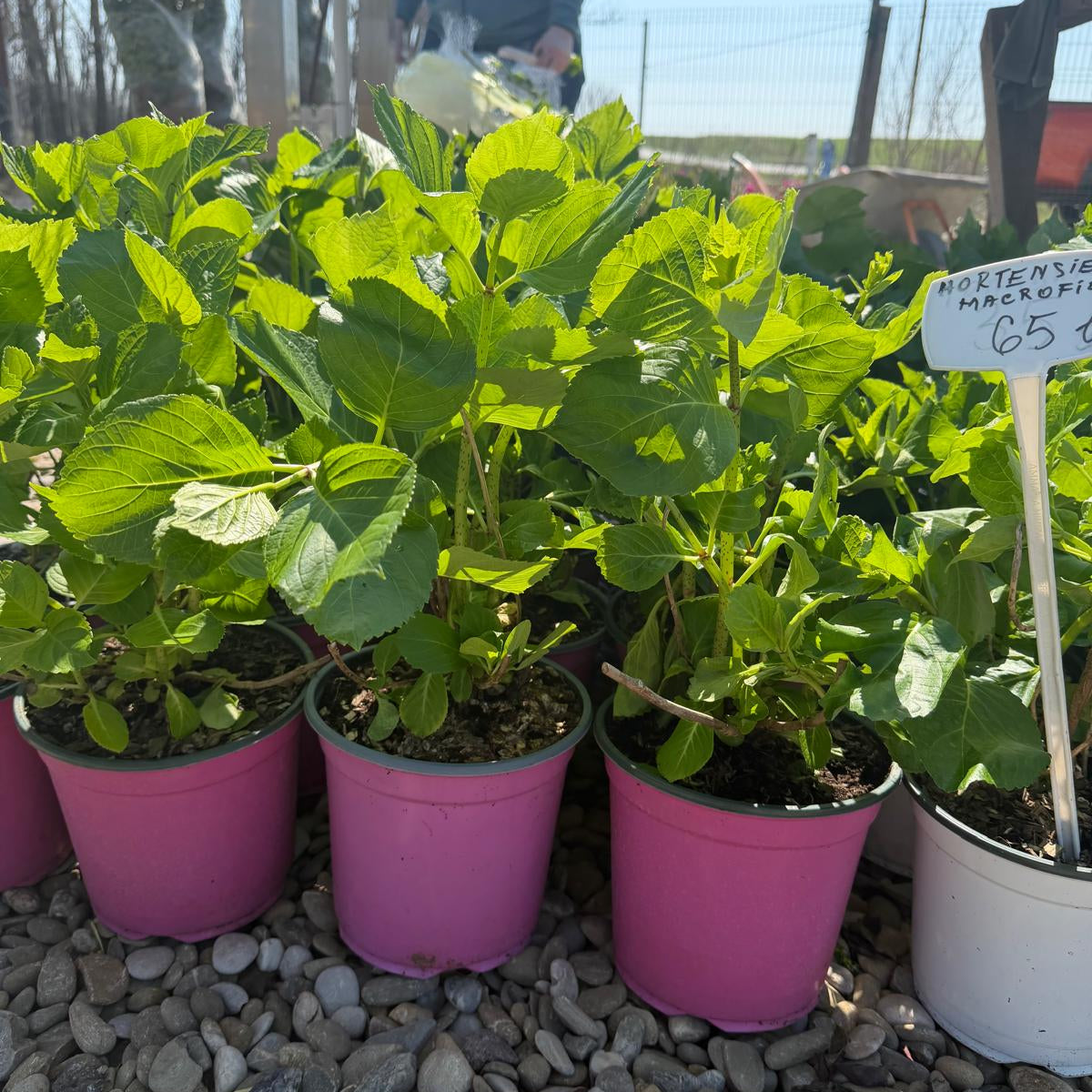 Hortensia Macrophylla Roz in ghiveci 3L