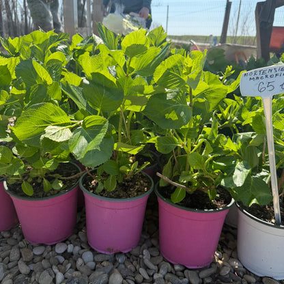 Hortensia Macrophylla Roz in ghiveci 3L