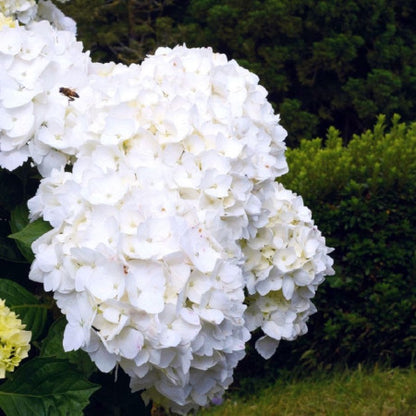 Hortensia Macrophylla Alba 30-40cm in ghiveci 3L