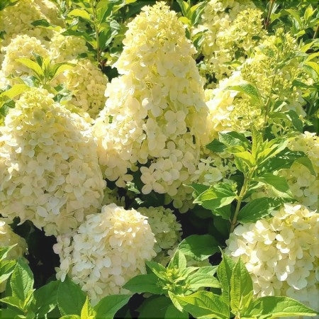 Hortensia Galbena Paniculata 30-40cm in ghiveci 3L